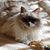Allison Bare O'Dell's profile image