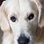 Donna Lewis's profile image
