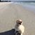 Gertrud Golsch's profile image