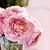 Shahad Almazdi's profile image