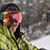 Marc Duchesne's profile image