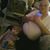 Justin Pelfrey's profile image