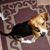 Kathy Jane Wallace's profile image