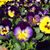 Marcia Reed Livingston's profile image