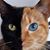 Cindy Printz's profile image