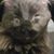 Wil 'Speirs' Goodrich's profile image