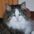 Pat Cudo's profile image