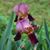 Sue Dyroff's profile image