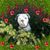 Tracy Marino Middleton's profile image