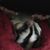Natalie Cence's profile image