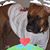 Lisa Dwyer's profile image