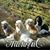 Janie Fusilier Moser's profile image