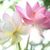 Marlene Patiño's profile image