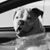 Laurie Williams Chetelat's profile image