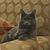 Dianne Piccone's profile image