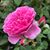Donalyn Dow's profile image