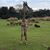 Kerri Ikenberry's profile image