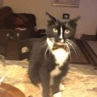 Darlene Caporale's profile image