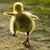 Rene'e Raub's profile image