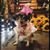 Dolce Chrissy's profile image