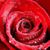 Renae Gregg's profile image