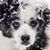 Adrienne Loizeaux Grant's profile image
