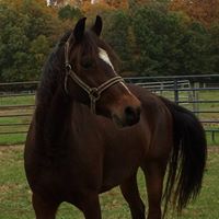 Sandra Von Holzen-Joller's profile image