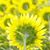 Rhonda Smith Reising's profile image