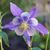 Marcy Anson Fralick's profile image
