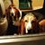 Freddie Basset-Hound's profile image