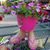 Amy Esman's profile image