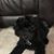 Fran Canonico-Cohen's profile image