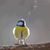 Jacqueline Sivard's profile image
