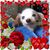 Carolina Stivaletti McCormick's profile image