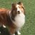 Lisa Branski Petersen's profile image