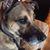 Nikole Souder-Schale's profile image