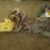 Lanora Stephens Roberts's profile image