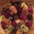 Walburga Foster's profile image