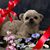 Darlene Gillett Romano's profile image