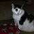 Kathy Udrea's profile image