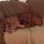 Brenda Williams Leister's profile image