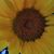 Lori Leigh's profile image