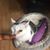 Bekk Sandstrom's profile image