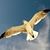 Rhonda Holdren's profile image