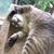 Todd Akamine's profile image