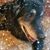 Suzanne Kennedy Hackenberry's profile image