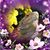 Kelly Carello's profile image
