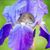 Patricia Spicer Martens's profile image