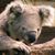 Cheryl Bennett's profile image