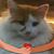 Cindy Beckstrand's profile image
